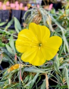 Oenothera macrocarpa ssp. fremontii Silver Wings