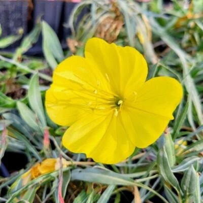 Oenothera macrocarpa ssp. fremontii Silver Wings