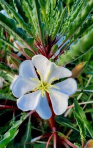 Oenothera_harringtonii