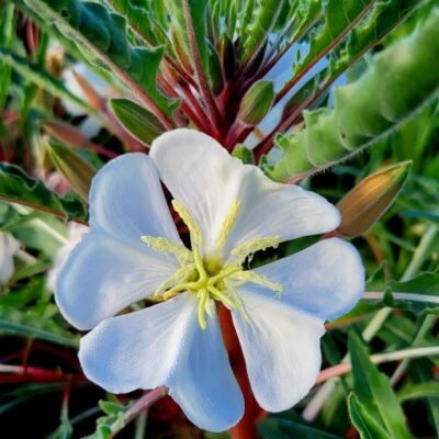 Oenothera_harringtonii