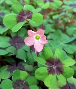 Oxalis_deppei