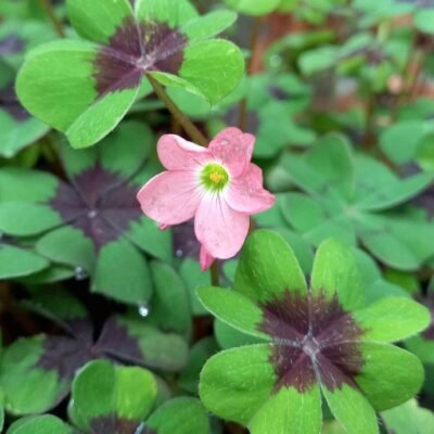 Oxalis_deppei