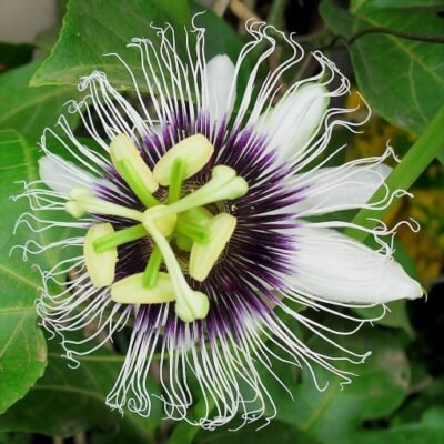 Passiflora_edulis_var._flavicarpa