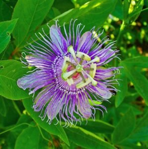 Boutique 23 Passiflora_incarnata