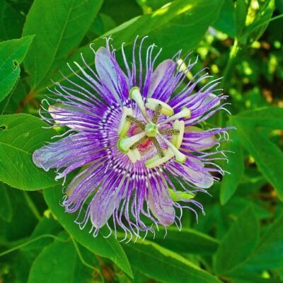 Passiflora_incarnata