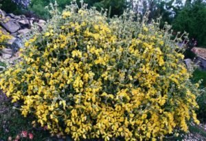 Phlomis_lanata