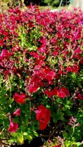 Salvia_Mirage_Cherry_Red
