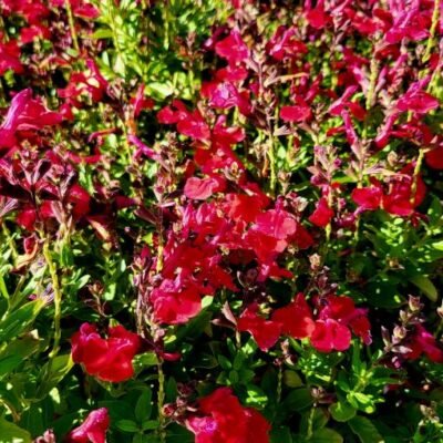 Salvia_Mirage_Cherry_Red