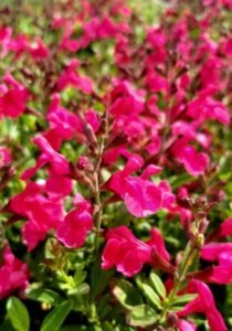 Salvia_Mirage_Hot_Pink