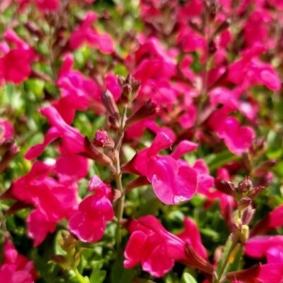Salvia_Mirage_Hot_Pink