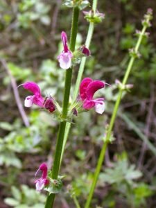 Salvia_hierosolymitana
