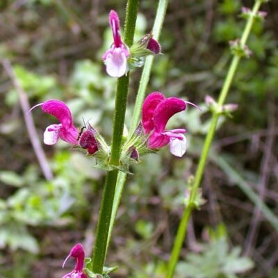 Salvia_hierosolymitana