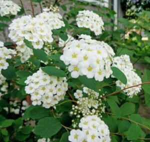 Spiraea_vanhouttei