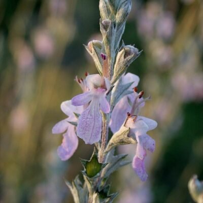 Teucrium_creticum