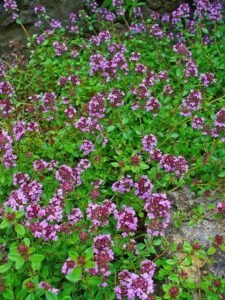 Thymus_serpyllum