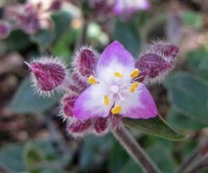 Tradescantia_cerinthoides