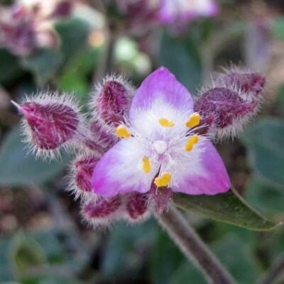 Tradescantia_cerinthoides