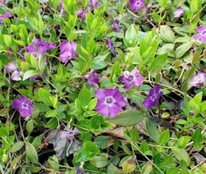 Vinca_minor_Atropurpurea