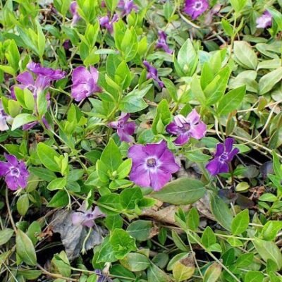 Vinca_minor_Atropurpurea