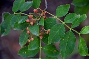 Zanthoxylum_piperitum