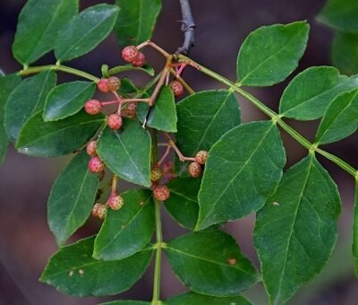 Zanthoxylum_piperitum