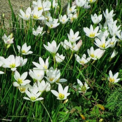 Zephyranthes_candida