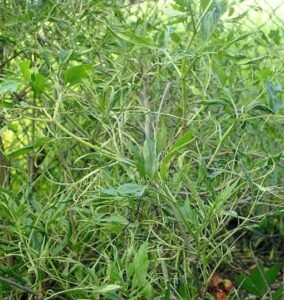 Sambucus_nigra_Linearis