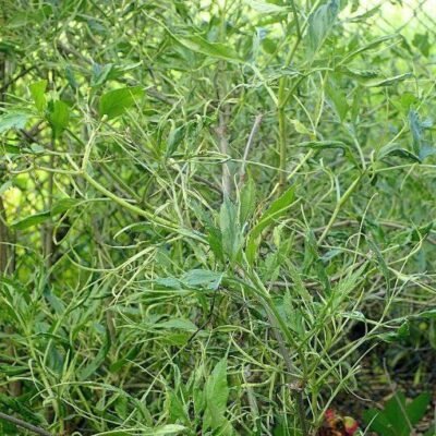 Sambucus_nigra_Linearis