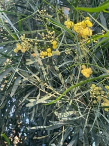Fleurs jaunes en petites boules et phyllodes étroits vert gris de l’Acacia retinodes