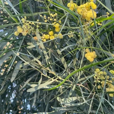 Fleurs jaunes en petites boules et phyllodes étroits vert gris de l’Acacia retinodes