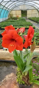 Grandes fleurs rouges en trompette d’un Hippeastrum, amaryllis rouge cultivé à la pépinière L’Arc en Fleurs