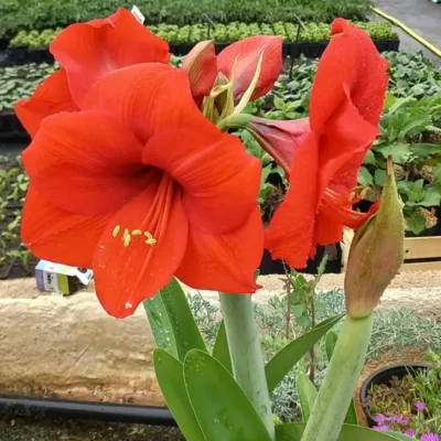 Grandes fleurs rouges en trompette d’un Hippeastrum, amaryllis rouge cultivé à la pépinière L’Arc en Fleurs