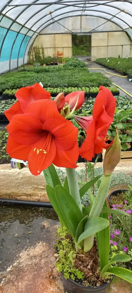 Grandes fleurs rouges en trompette d’un Hippeastrum, amaryllis rouge cultivé à la pépinière L’Arc en Fleurs