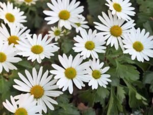 Arctanthemum arcticum aux fleurs blanches à cœur jaune et au feuillage découpé