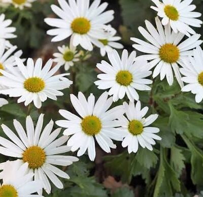 Arctanthemum arcticum aux fleurs blanches à cœur jaune et au feuillage découpé