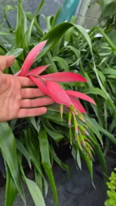 Inflorescence pendante du Billbergia × ‘Windii’, aux bractées roses et fleurs vertes bordées de bleu