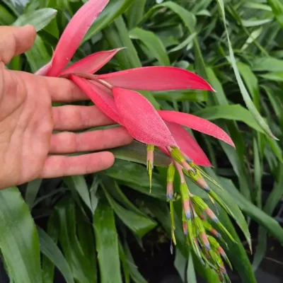 Inflorescence pendante du Billbergia × ‘Windii’, aux bractées roses et fleurs vertes bordées de bleu