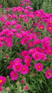 Fleurs rose cerise de l’Aster novae-angliae ‘Andenken an Alma Pötschke’