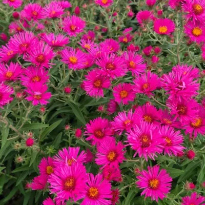 Fleurs rose cerise de l’Aster novae-angliae ‘Andenken an Alma Pötschke’