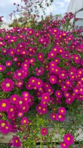 Floraison rose pourpré à cœur jaune de l’Aster novi-belgii ‘Crimson Brocade’, photographié à la pépinière