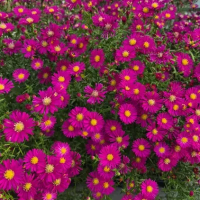 Floraison rose pourpré à cœur jaune de l’Aster novi-belgii ‘Crimson Brocade’, photographié à la pépinière
