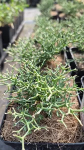 Rameaux ramifiés vert bleuté et petites feuilles du Dorycnium fulgurans cultivé en pot à la pépinière