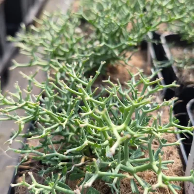 Rameaux ramifiés vert bleuté et petites feuilles du Dorycnium fulgurans cultivé en pot à la pépinière