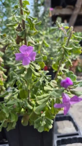 Fleurs violettes et feuillage gris-vert du Leucophyllum ‘Heavenly Cloud’, photographié à la pépinière