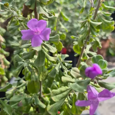 Fleurs violettes et feuillage gris-vert du Leucophyllum ‘Heavenly Cloud’, photographié à la pépinière