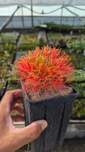 Inflorescence sphérique rouge orangé du Scadoxus multiflorus, synonyme Haemanthus multiflorus, en pot à la pépinière