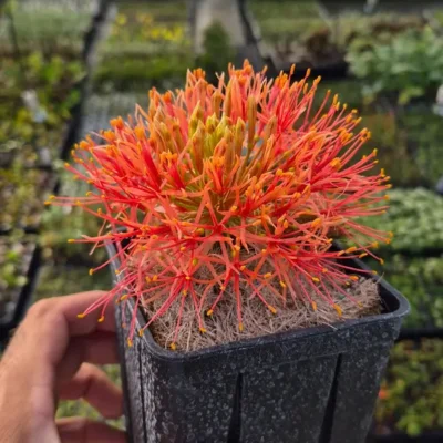Inflorescence sphérique rouge orangé du Scadoxus multiflorus, synonyme Haemanthus multiflorus, en pot à la pépinière