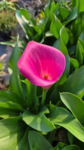 Cornet rose vif de Zantedeschia ‘Pink Jewel’ au milieu de son feuillage vert à la pépinière