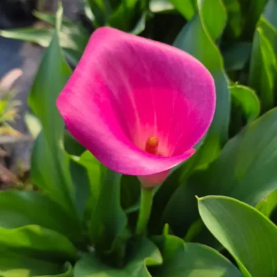Cornet rose vif de Zantedeschia ‘Pink Jewel’ au milieu de son feuillage vert à la pépinière