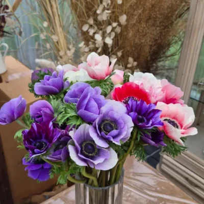 Bouquet d’anémones de Caen, Anemone coronaria, aux fleurs violettes, rouges, roses et blanches